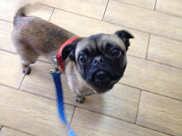 Brody the Rescue Pug