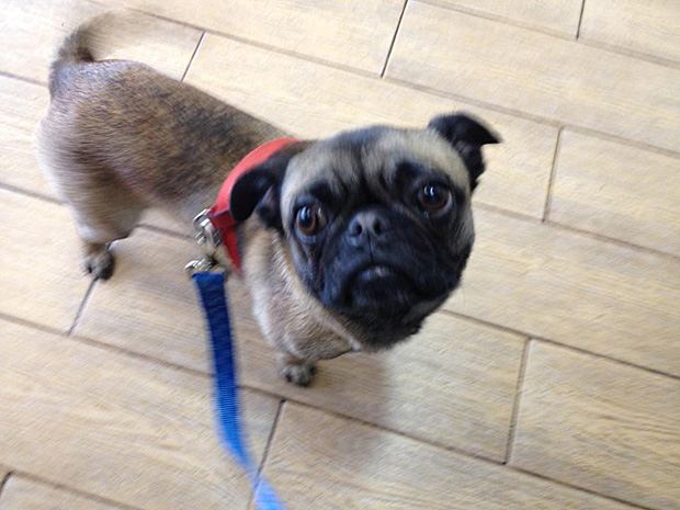 Brody the Rescue Pug