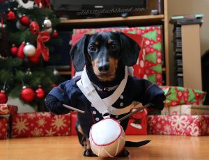 Crusoe the Celebrity Dachsund