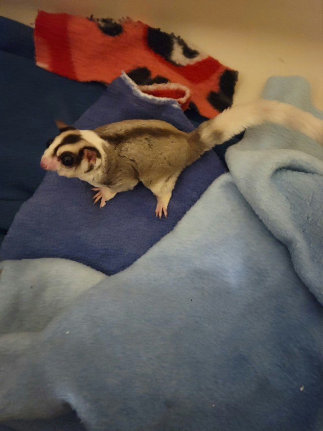 Amie Flexner Ritchie